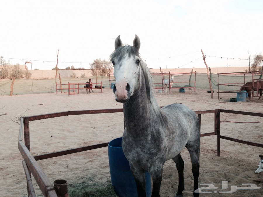 حصان عربي خيل،حصان، مواشي حصان عربي