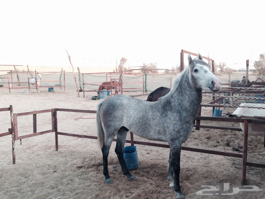 حصان عربي خيل،حصان، مواشي حصان عربي
